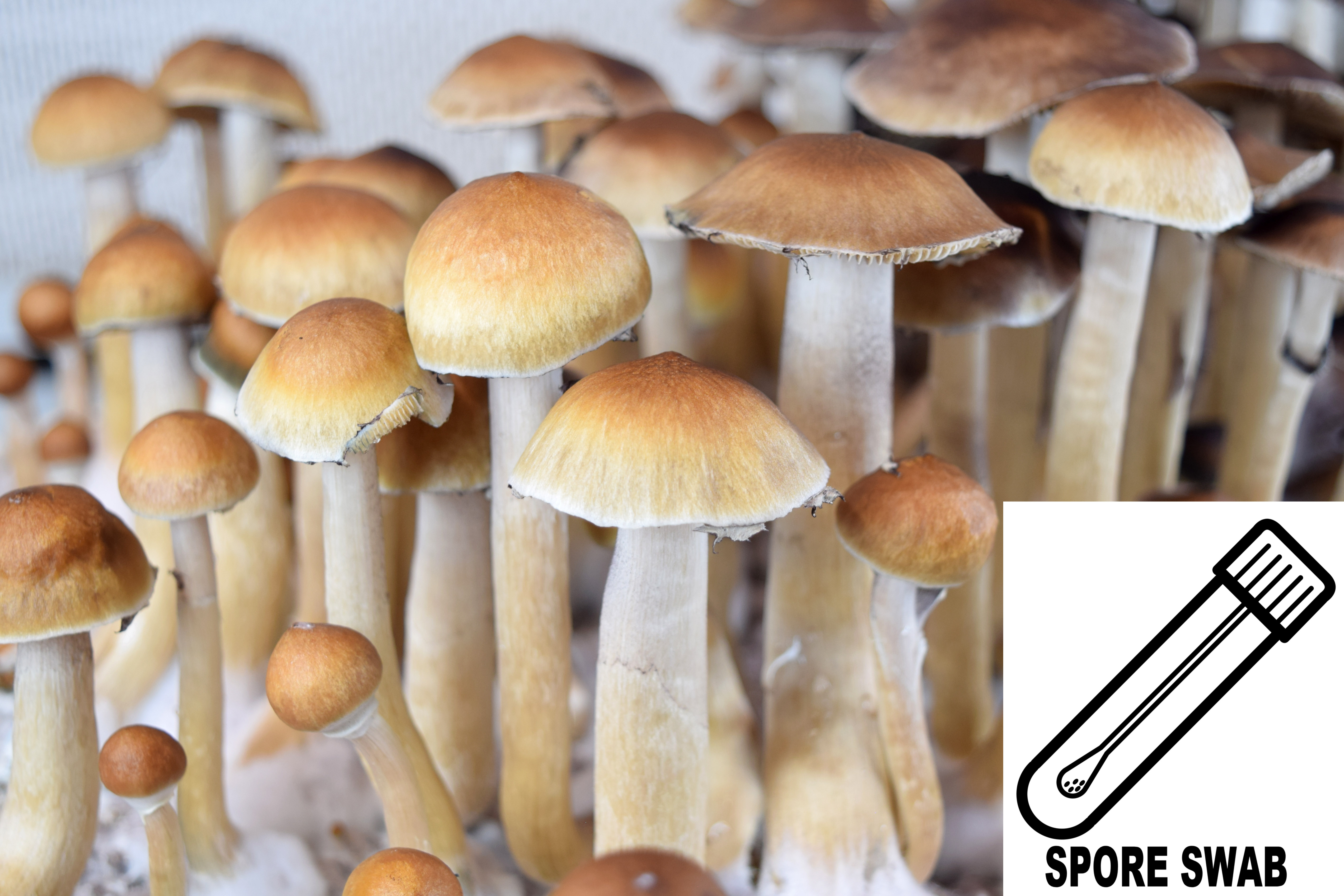 Psilocybe cubensis : B+ Classic Spore Swab